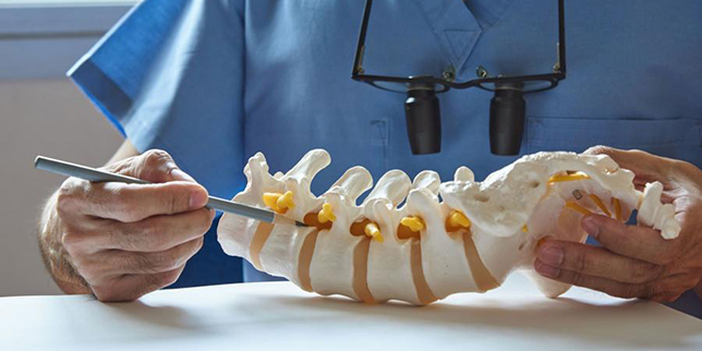 Researcher manipulating a plastic replica of the spine.