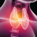 Transparency showing the thyroid’s location in the throat.